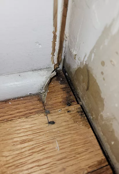 emergency water removal in Orlando- Mold Growth