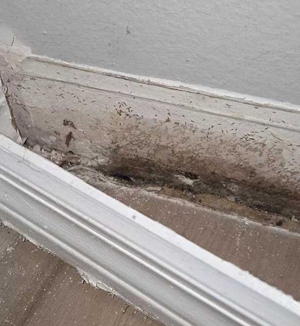 Understanding Mold Damage Restoration in Florida